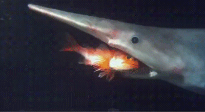 goblin shark feeding