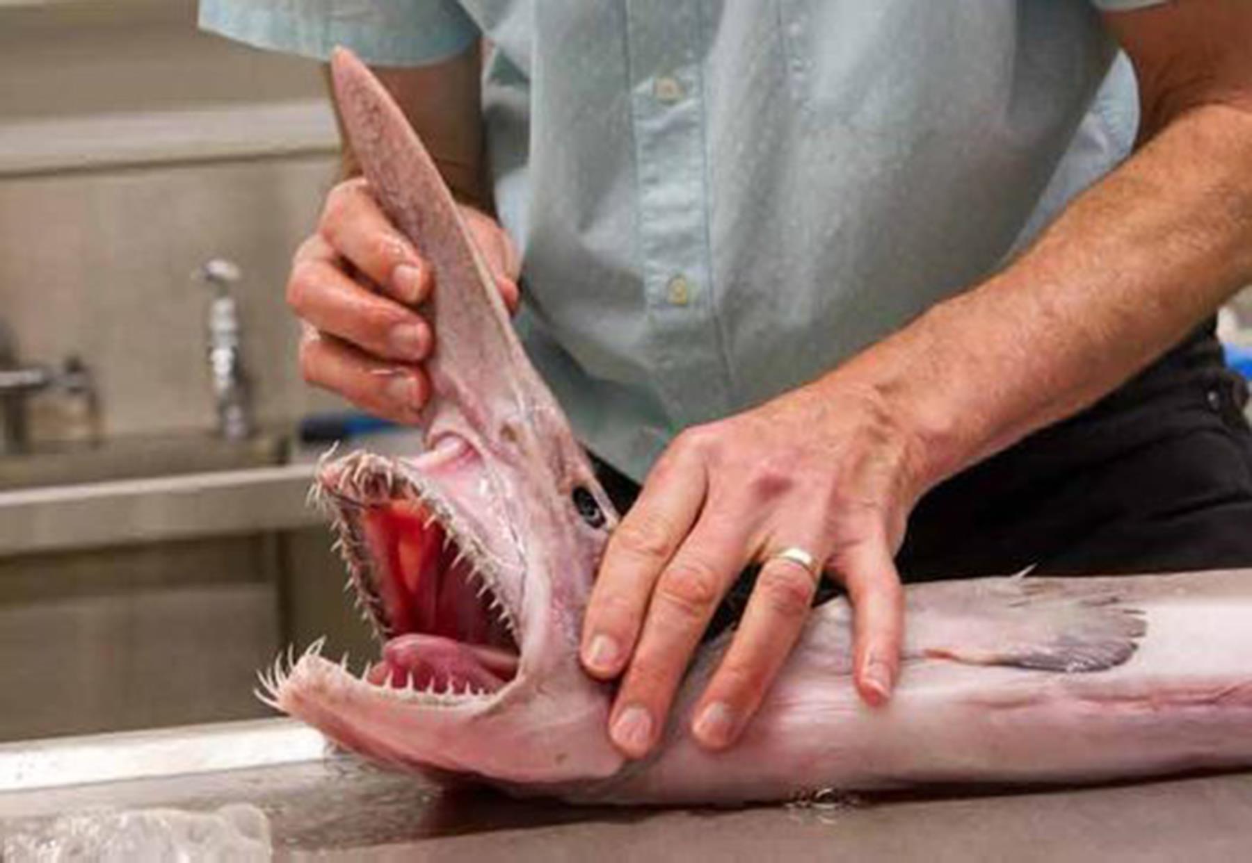 goblin shark jaw being opened