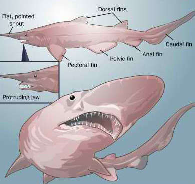goblin shark anatomy