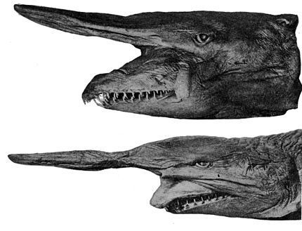 goblin shark taxonomy